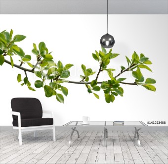 Bild på Branch of pear wood